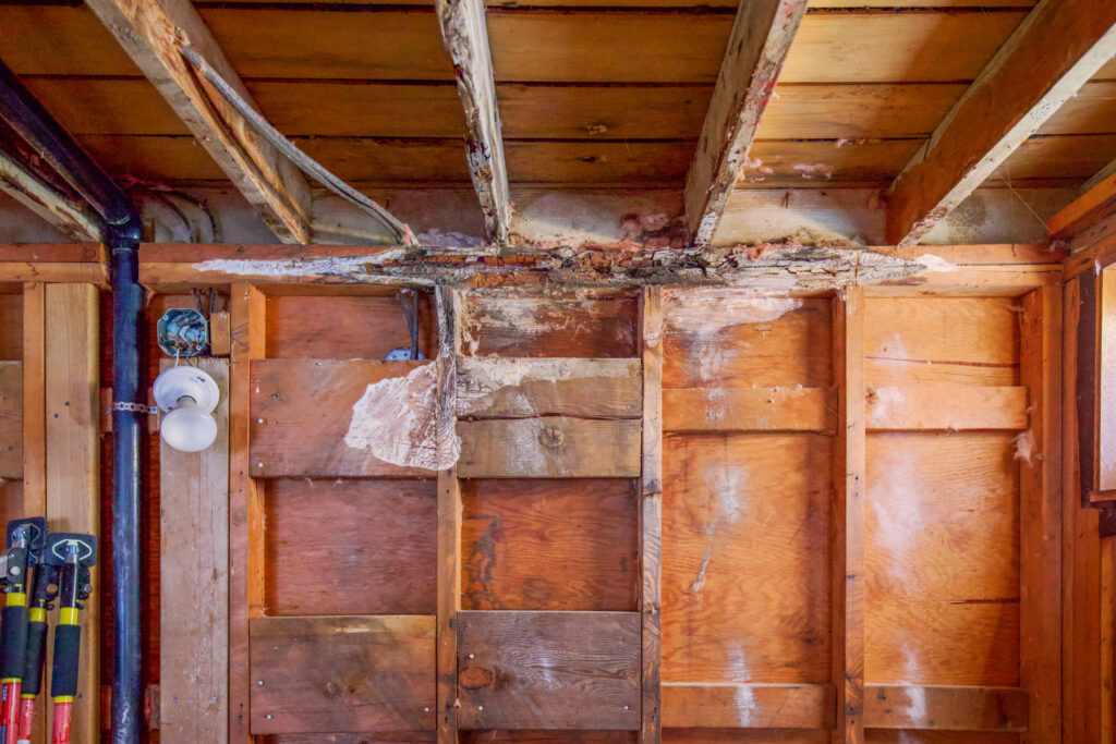Crawl Space Mold Removal